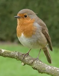 robin: a European robin, Erithacus rubecula