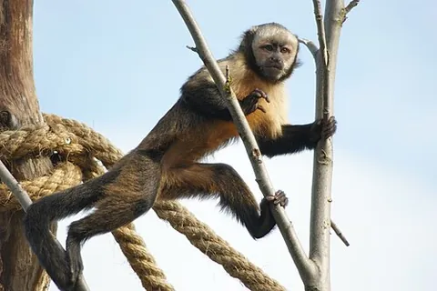 robust capuchin monkey: any monkey of the genus Sapajus