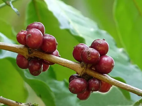 robusta: any plant of the species Coffea canephora of coffee plants, native to Africa, cultivated widely in...