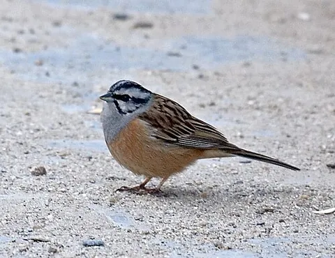 rock bunting: emberiza cia, a passerine bird in the bunting family Emberizidae