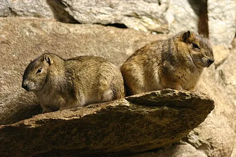 rock cavy: a large cavy, Kerodon rupestris, native to Brazil