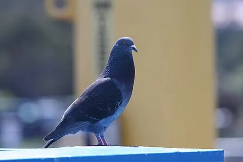 rock dove: the dove/pigeon species Columba livia