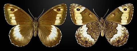 rock grayling: a butterfly of species Hipparchia hermione (syn. Papilio hermione)