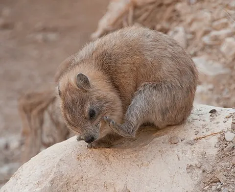 rock hyrax: a guinea pig-like, but larger, animal (Procavia capensis), native to much of Africa, the Middle...