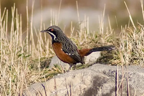 rock-jumper: a bird in the passerine genus Chaetops, endemic to southern Africa