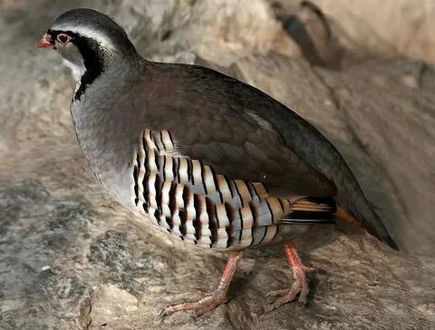 rock partridge: alectoris graeca: a species of partridge