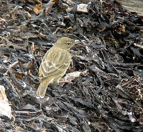 rock pipit: a stocky bird, of species Anthus petrosus, somewhat smaller than a starling, that breeds on rocky...