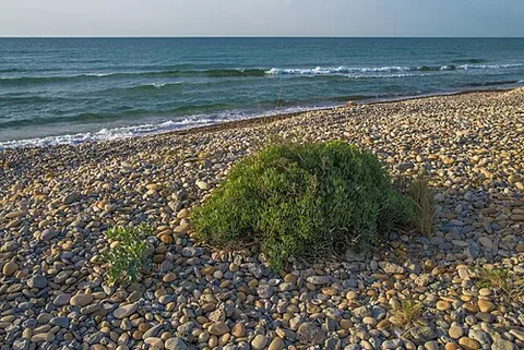 rock samphire: crithmum maritimum (sea fennel), native to temperate seacoasts of Europe