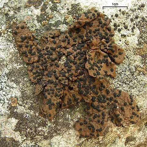 rock tripe: an edible lichen of the genus Umbilicaria that grows on rocks