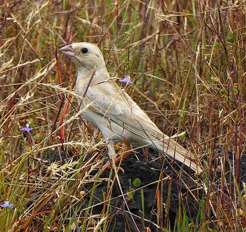 rockfinch: a pale rockfinch, a bird of species Carpospiza brachydactyla, the sole species in genus Carpospiza,...