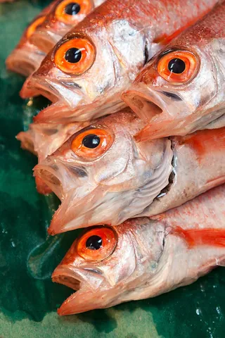 rockfish: a fish in the family Sebastidae, marine fishes that inhabit oceans around the world