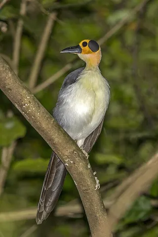 rockfowl: any of either of the two species of genus Picathartes of birds endemic to sub-Saharan Africa