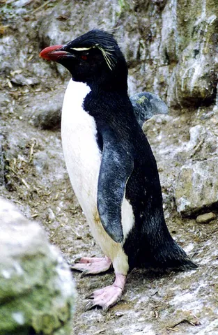 rockhopper penguin: any of three closely related crested penguins, in genus Eudyptes
