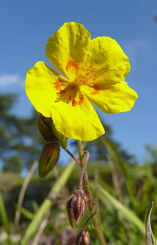 rockrose: any of various plants in the family Cistaceae