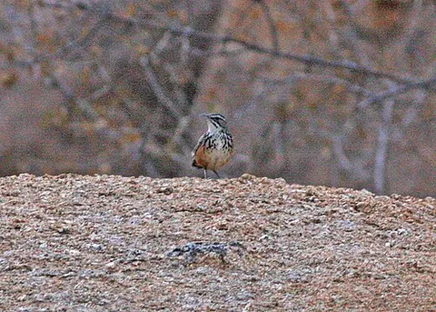 rockrunner: a bird of the species Achaetops pycnopygius, native to Angola and Namibia