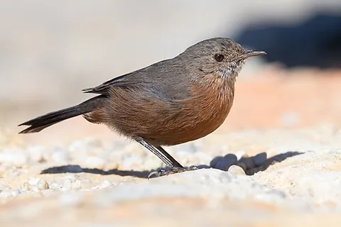 rockwarbler: a bird of the species Origma solitaria, native to New South Wales, Australia
