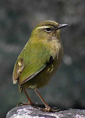 rockwren: a small wren endemic to the South Island of New Zealand, Xenicus gilviventris