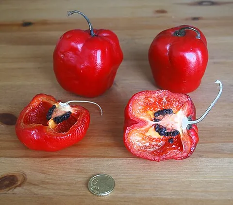rocoto: a kind of chili pepper of the species Capsicum pubescens grown in Peru and Bolivia