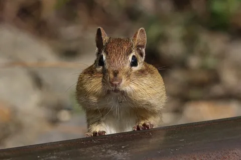 rodent: a mammal of the order Rodentia, characterized by long incisors that grow continuously and are worn...
