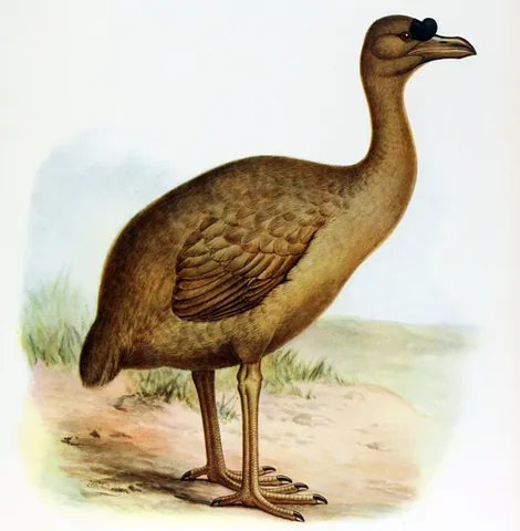 rodrigues solitaire: pezophaps solitaria, an extinct flightless bird endemic to the island of Rodrigues, east of...