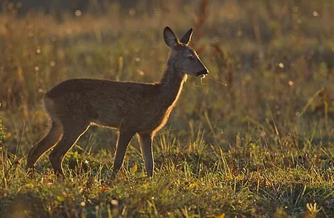 roe deer: a small, nimble Eurasian deer with no visible tail, a white rump patch, and a reddish summer coat...