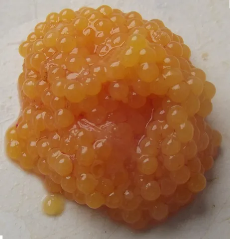 roe: eggs of fish