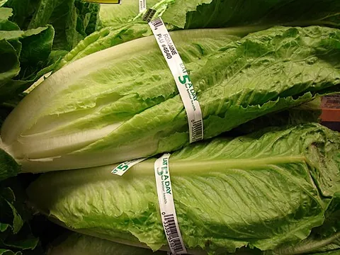 romaine lettuce: a long-leaved variety of lettuce, Lactuca sativa var. longifolia