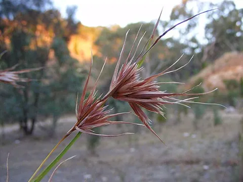 rooigras: a perennial grass, Themeda triandra, that has large red-brown spikelets