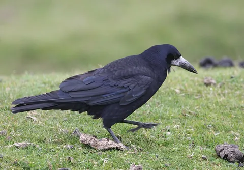 rook: a European bird, Corvus frugilegus, of the crow family
