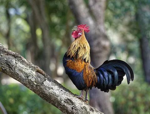 rooster: a male domestic chicken (Gallus gallus domesticus) or other gallinaceous bird