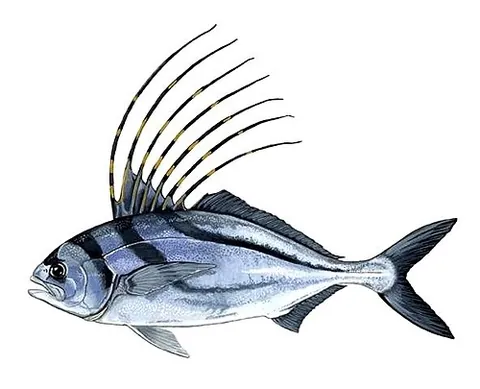 roosterfish: a game fish of species Nematistius pectoralis, sole species of family Nematistiidae, found in the...