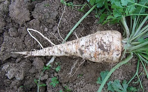 root parsley: a type of parsley with a large edible root (Petroselinum crispum Radicosum Group or Petroselinum...