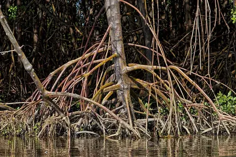 root: the part of a plant, generally underground, that anchors and supports the plant body, absorbs and...