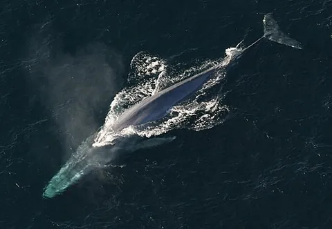 rorqual: any whale of family Balaenopteridae, with longitudinal skin folds running from below the mouth to...