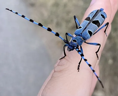 rosalia longicorn: rosalia alpina, a species of large, vividly black and blue longhorn beetle found throughout...