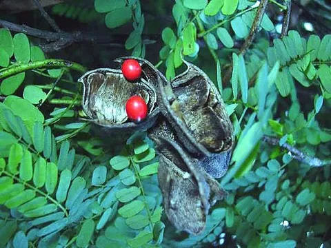 rosary pea: a leguminous plant, of species Abrus precatorius, or its round, red, poisonous seeds which are...