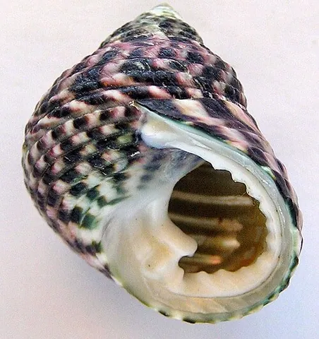 rosary shell: the shell of any marine gastropods of the genus Monodonta. They are top-shaped, bright-coloured and...