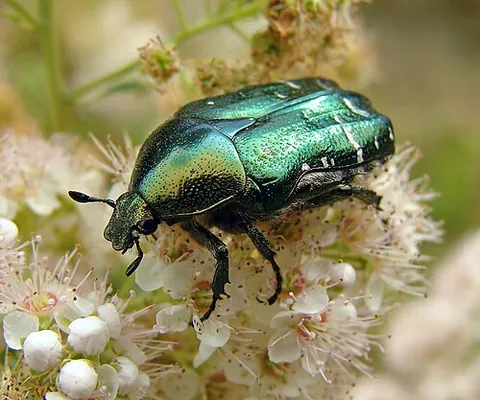 rose chafer: a metallic-green beetle, Cetonia aurata, with a distinct V-shaped scutellum, native to Eurasia