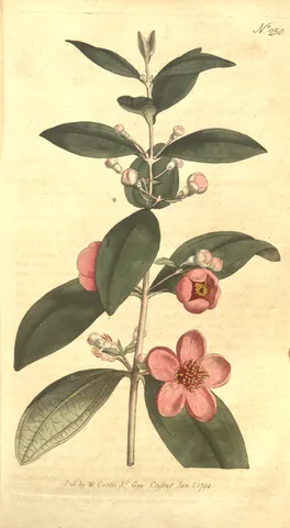 rose myrtle: rhodomyrtus tomentosa, native to much of tropical and humid subtropical Asia, invasive elsewhere