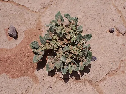 rose of jericho: any member of species Anastatica hierochuntica