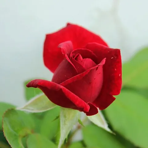 rose red: the red color of a rose flower