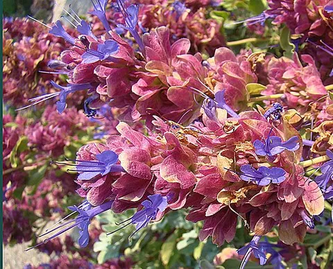 rose sage: a sage with showy rose-colored bracts and purple flowers native to desert mountains in southern...