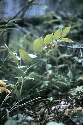 rose twisted-stalk: streptopus lanceolatus, native to much of cooler North America
