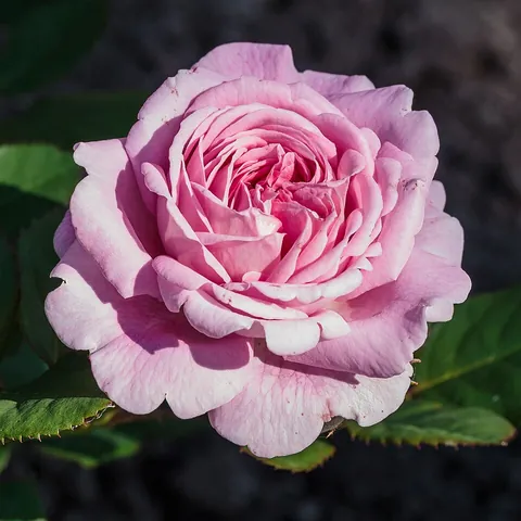 rose: a shrub of the genus Rosa, with red, pink, white or yellow flowers