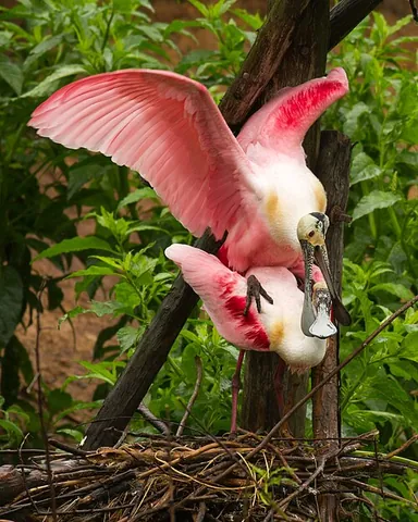roseate spoonbill: a species of spoonbill, Platalea ajaja