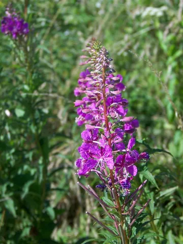 rosebay willowherb: a wildflower of species Chamerion angustifolium