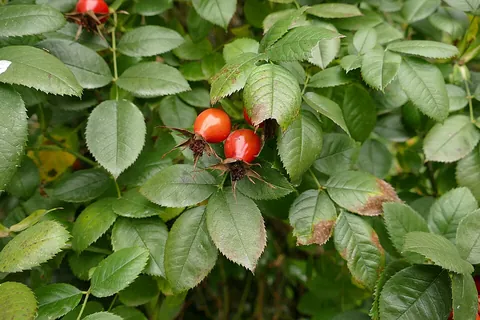 rosehip: the fleshy false fruit of a wild rose plant (e.g. sweetbrier, dog rose, burnet rose, etc.),...