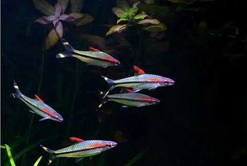 roseline shark: a species of cyprinid; Dawkinsia denisonii
