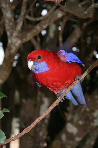 rosella: a parrot belonging to any of the five to eight species in the genus Platycercus (originally...