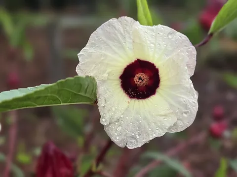 roselle: hibiscus sabdariffa, an edible flower in the hibiscus family used to make hibiscus tea